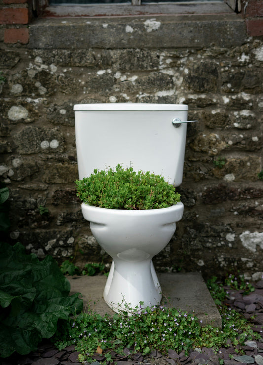How to Keep Your Toilet Fresh Between Deep Cleanings