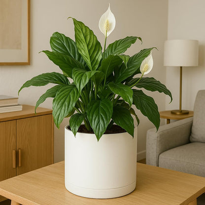 Modern 12 Inch Plant Pot with Drainage Hole & Saucer – Indoor Outdoor White Planter, Lightweight Durable Plastic