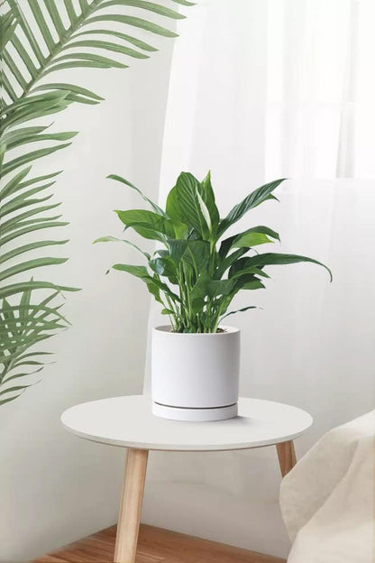 Aveyas 8 inch Ceramic Plant Pot with Drainage Hole and Saucer - Suitable for Indoor and Outdoor Use, Modern Planters for House Garden Flower Tree Snake Monstera Plants (8", Matte White)