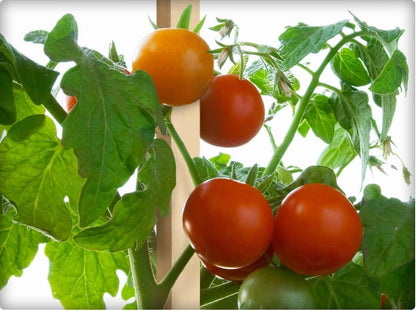 Greenes Fence 4 Ft. Garden and Sign Post Stakes (75 Pack)