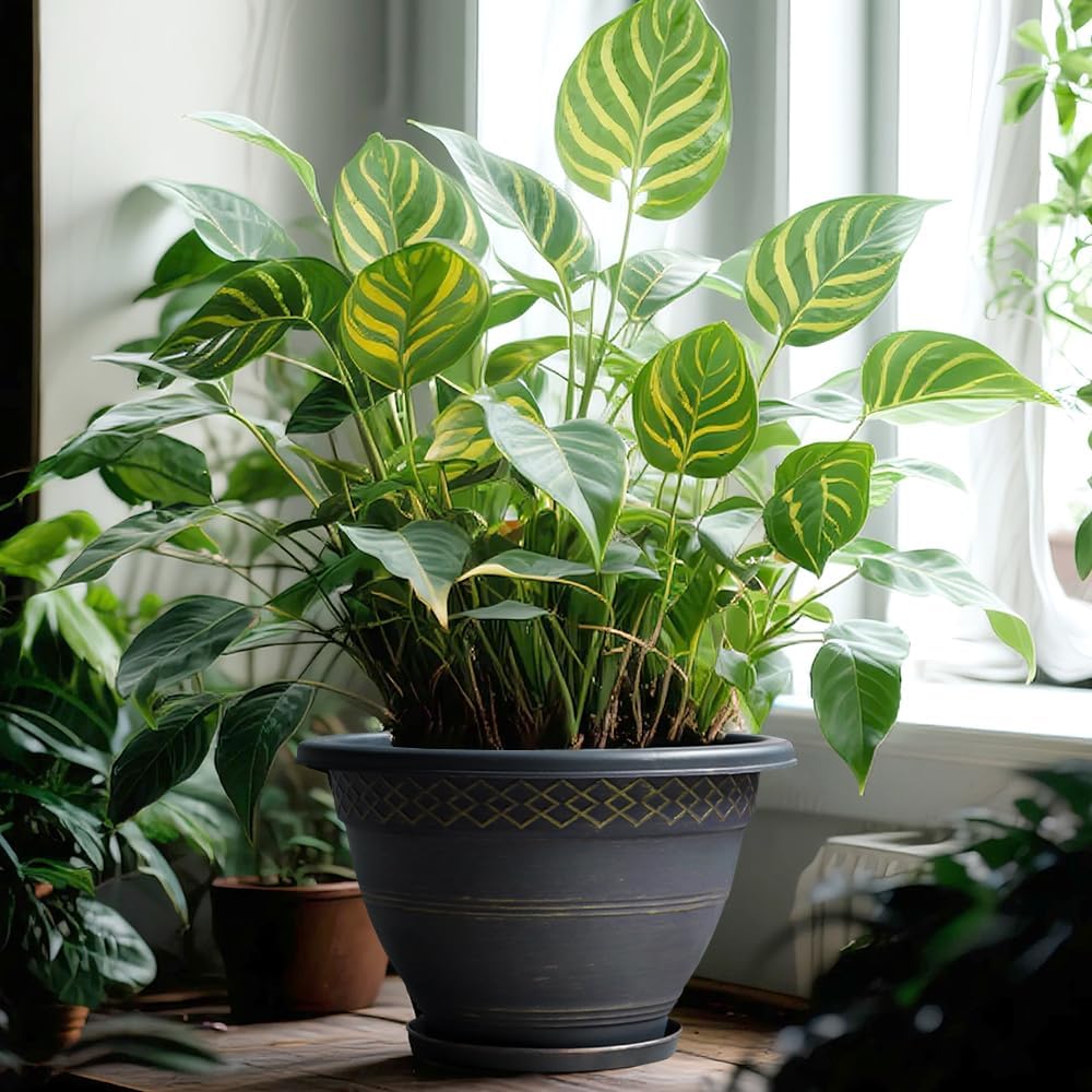 6 Pack 8 Inch Plant Pots, Plastic Flower Pot for Indoor & Outdoor with Drainage Holes & Saucer, Plaid Pattern Planters Garden Pots for Herbs