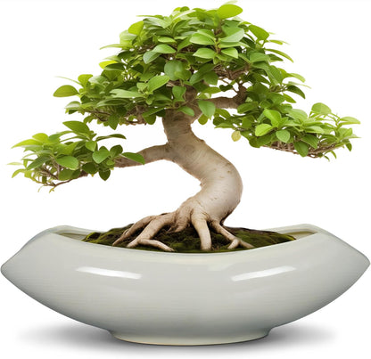 Bonsai Pots 18 Inch - Ceramic Succulent Pots with Drainage Hole Decorative Plant Pot Indoor Large Outdoor Planter Modern Flower Pot for Home Garden Room Decor Gray