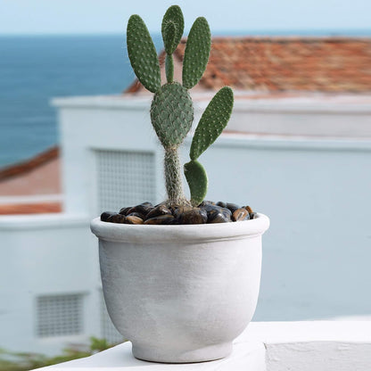 Crescent Garden Agave Planter, Charming Old-World Plant Pot, 21-Inch (Parchment)