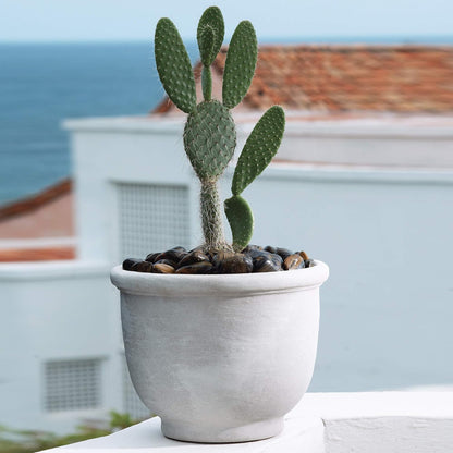 Crescent Garden Agave Planter, Charming Old-World Plant Pot, 21-Inch (Caviar Black)