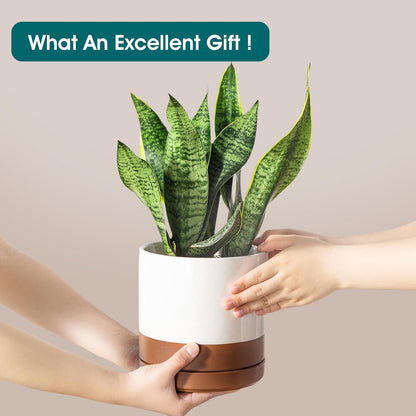 vancasso Ceramic Pots for Plants, Plant Pots for Indoor Plants, 6.25+8.25+10.25 Inch Ceramic Planters, Flower Pots with Drainage Holes, Planters Pot for Indoor House Plant, Set of 3, Khaki