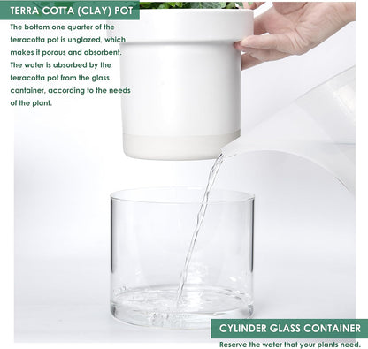 Phoenix Vine 6 Inch 4 Inch Self Watering Planter, White Terracotta Clay Pots with Glass Reservoir for Indoor Plants, Herbs, Flowers, 52-B-G-46