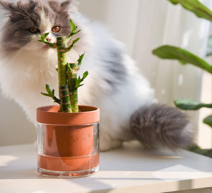 Phoenix Vine 4 Inch Self Watering Planter Pot, Terracotta Clay Pot with Glass Reservoir for Indoor Plants, Herbs, Flowers, Set of 2, 52-A-E-2