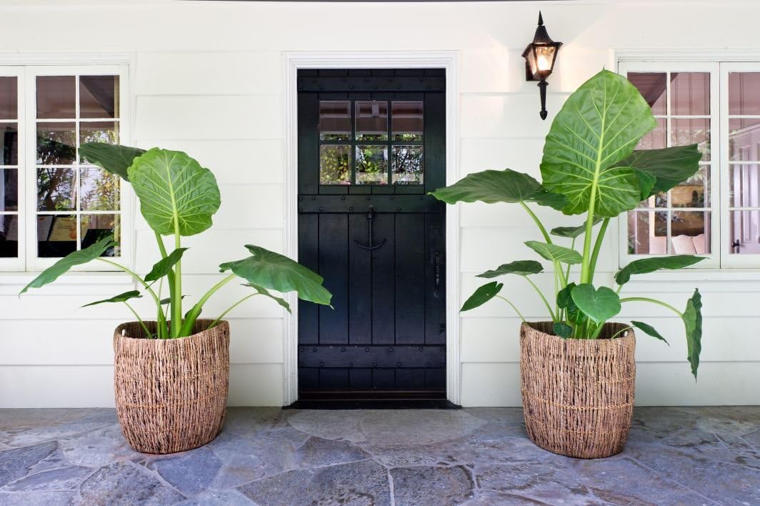 KOUBOO Madras Planter Basket, Plant Container, Tree Planter, Basket Front Door, Decorative Plants Pot, Woven Options for Every Space, Dark Brown, Large