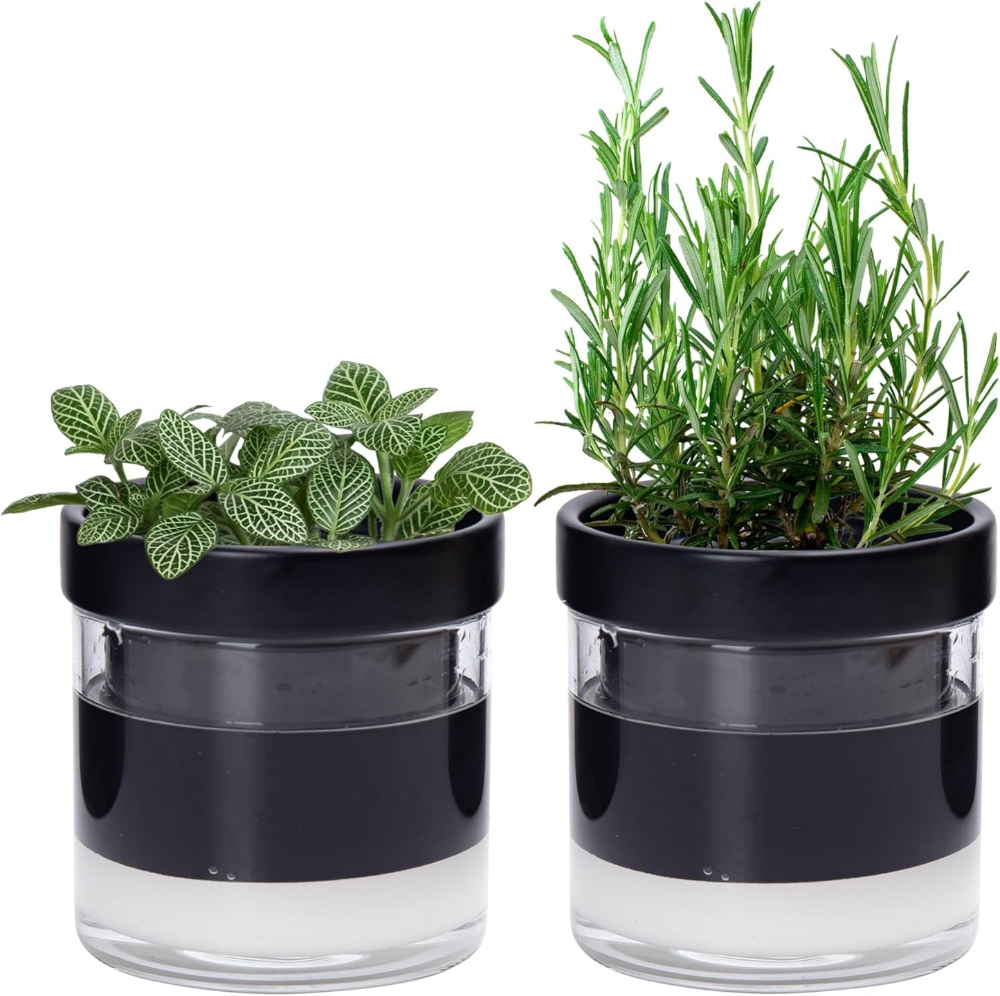 Phoenix Vine 4 Inch Self Watering Planter Pot, Black Terracotta Clay Pot with Glass Reservoir for Indoor Plants, Herbs, Flowers, Set of 2, 52-C-E-2
