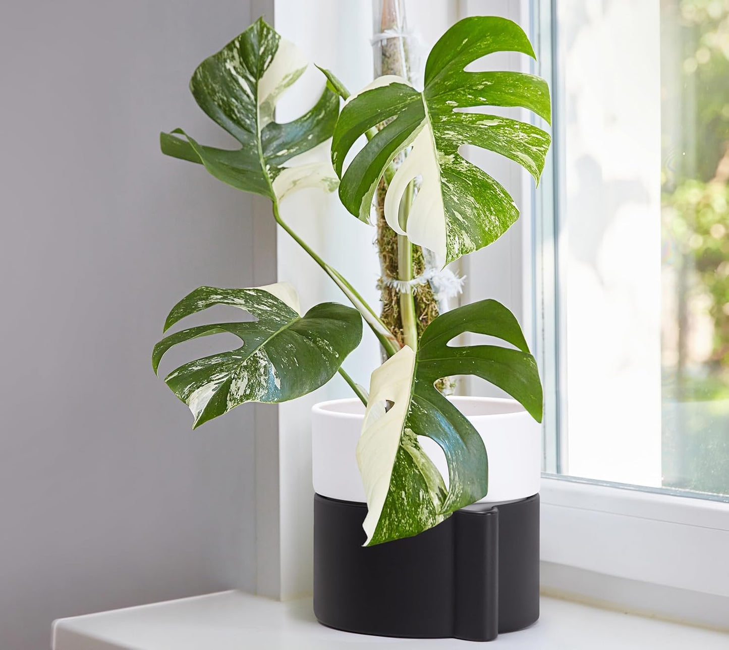 Phoenix Vine 6.5 Inch Self-Watering Planter Pot with Terracotta Insert, Deep Water Reservoir, and Ceramic-Alike BPA-Free Plastic Pot for Plant, Modern Planter for Houseplants, Black/White, 53-C-S-7