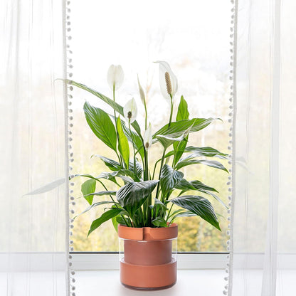 Phoenix Vine 8 Inch Self Watering Planter Pot, Terracotta Clay Pot with Glass Reservoir for Indoor Plants, Herbs, Flowers, Set of 1, 52-A-H-1