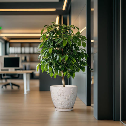 Pots for Plants 10 Inch - Ceramic Planter Large Plant Pot for Indoor Plants Outdoor Round Flower Pot with Drainage Hole and Saucer Home Garden Decor White