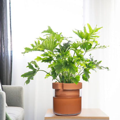 Phoenix Vine 10 Inch Self Watering Planter Pot, Terracotta Clay Pot with Glass Reservoir for Indoor Plants, Herbs, Flowers, Set of 1, 52-A-I-1