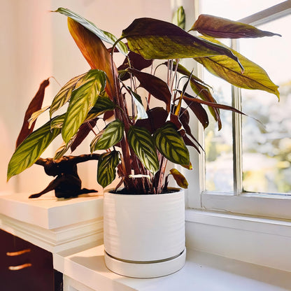 8 Inch Pots for Plants, Ceramic Planter Pot with Drainage Hole & Saucer, Indoor/Outdoor Cylinder Round Planter Pot, Matte White