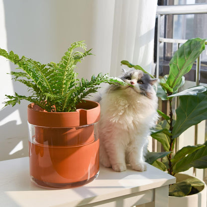 Phoenix Vine 8 Inch Self Watering Planter Pot, Terracotta Clay Pot with Glass Reservoir for Indoor Plants, Herbs, Flowers, Set of 1, 52-A-H-1