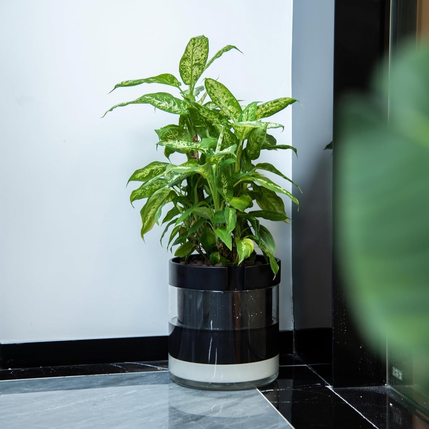 Phoenix Vine 10 Inch Self Watering Terracotta Planter, Black Terracotta Clay Pot with Glass Reservoir for Indoor Plants, Herbs, Flowers, Set of 1, 52-C-I-1